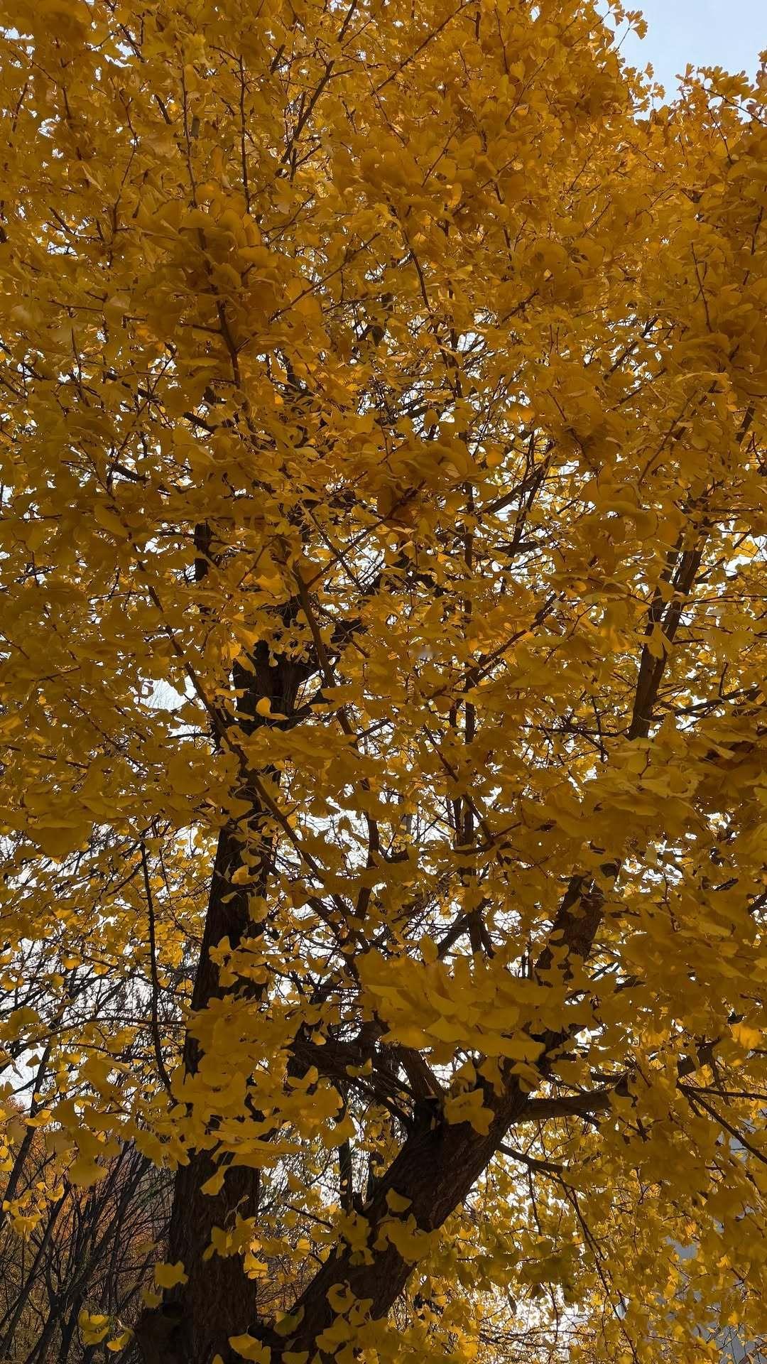 “CB百蓝_。251125 ins story更新： 