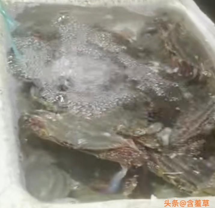 梭子蟹不是越大越好。蟹不在大，有肉就行。

我是吃着梭子蟹长大的，但我也不怎么会