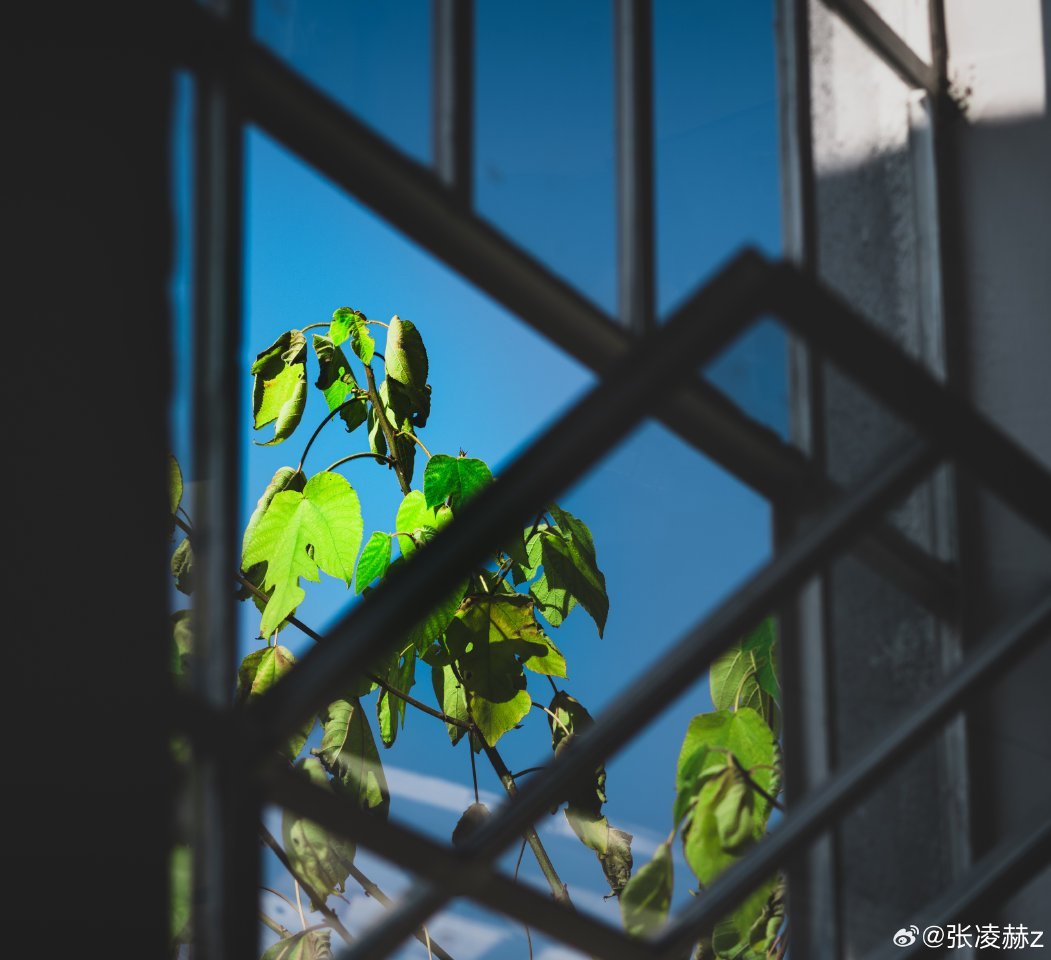 张凌赫也喜欢摄影，我去看了他拍的照片，确实比哥哥拍的强多了，没有那种无病呻吟的颓