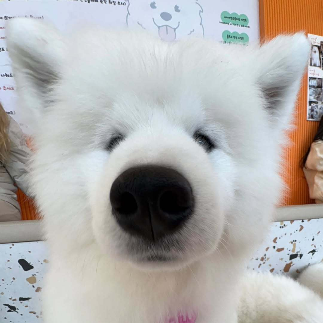 尴尬期的萨摩耶 