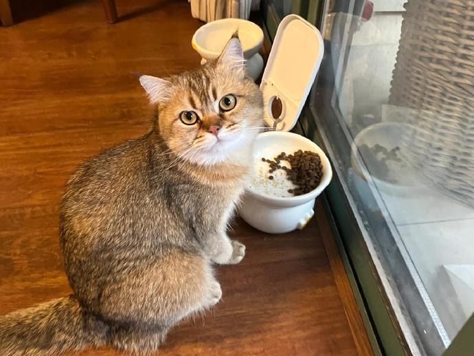很有吃饭规划的J猫 