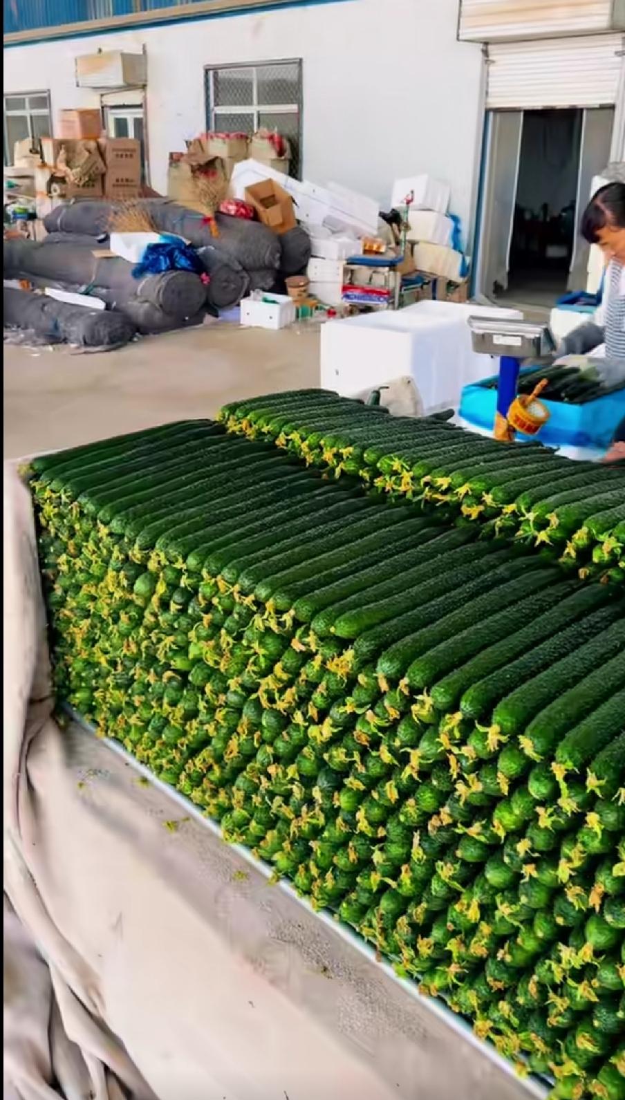 现在超市、农贸市场上出售的黄瓜品相出众，长短一致，色泽黑黝发亮，瓜花黄澄澄没有掉
