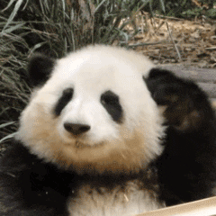 花花频繁长时间舔手脚原因不明 最可爱滴花花🐼咋了？可要照顾好我们花花🐼呀！