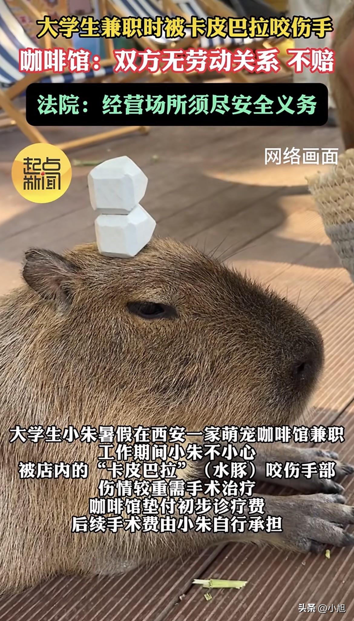 小朱在一家萌宠咖啡馆打工，日薪70块。活儿不重，就是给动物们喂食、打扫，偶尔引导