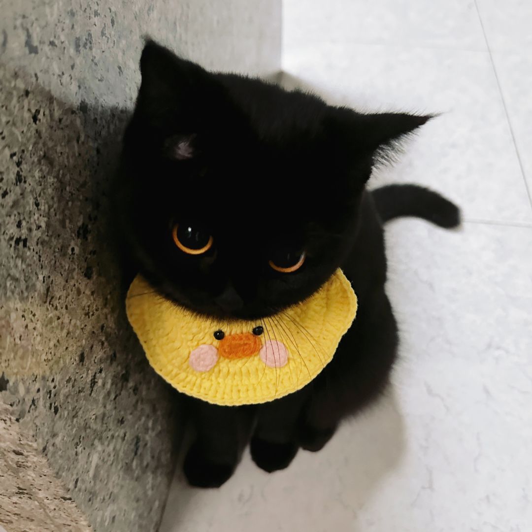 宝宝你真的是小鸡仔