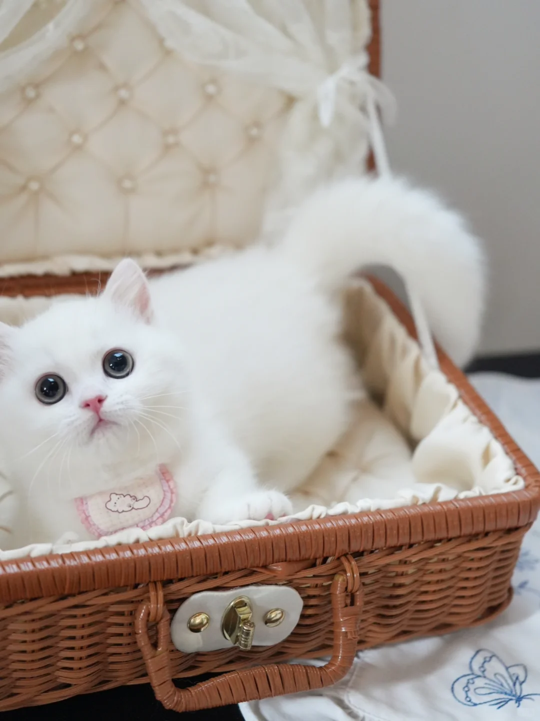 黄眼纯白曼基康矮脚猫