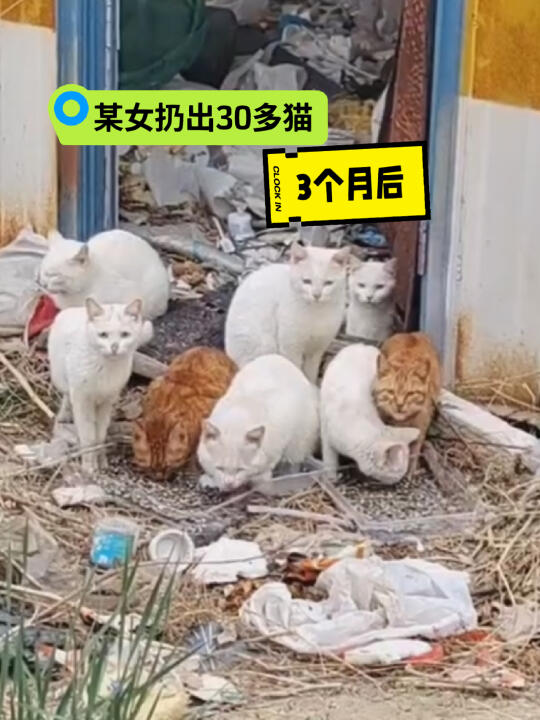 3个月被扔垃圾站30猫转移绝育继续找领养
