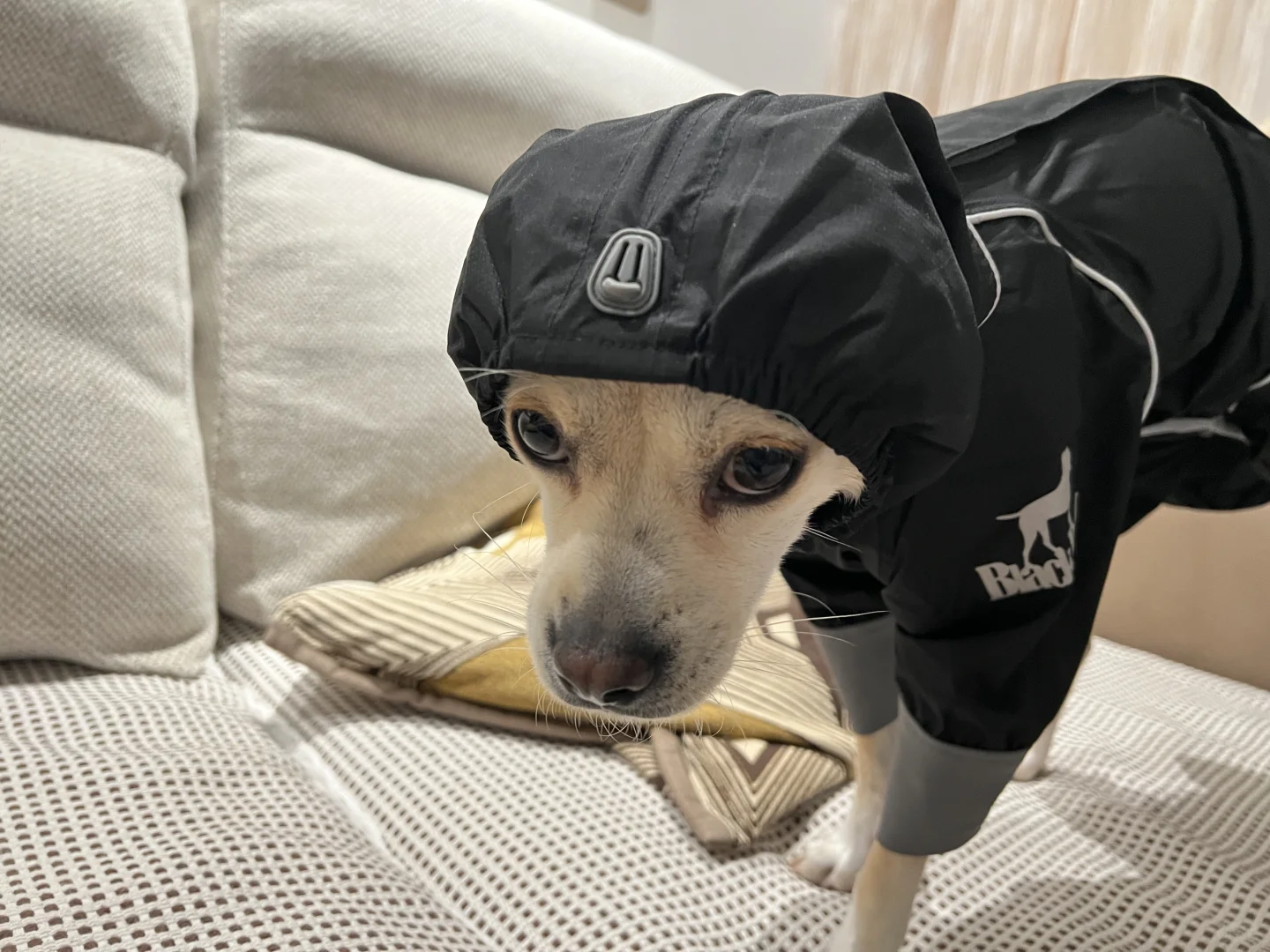blackdoggy雨衣