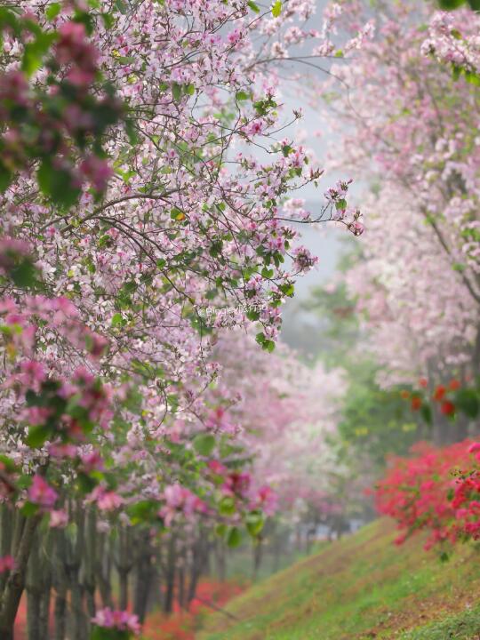 深圳的3月是被花香唤醒的🌸附赏花攻略