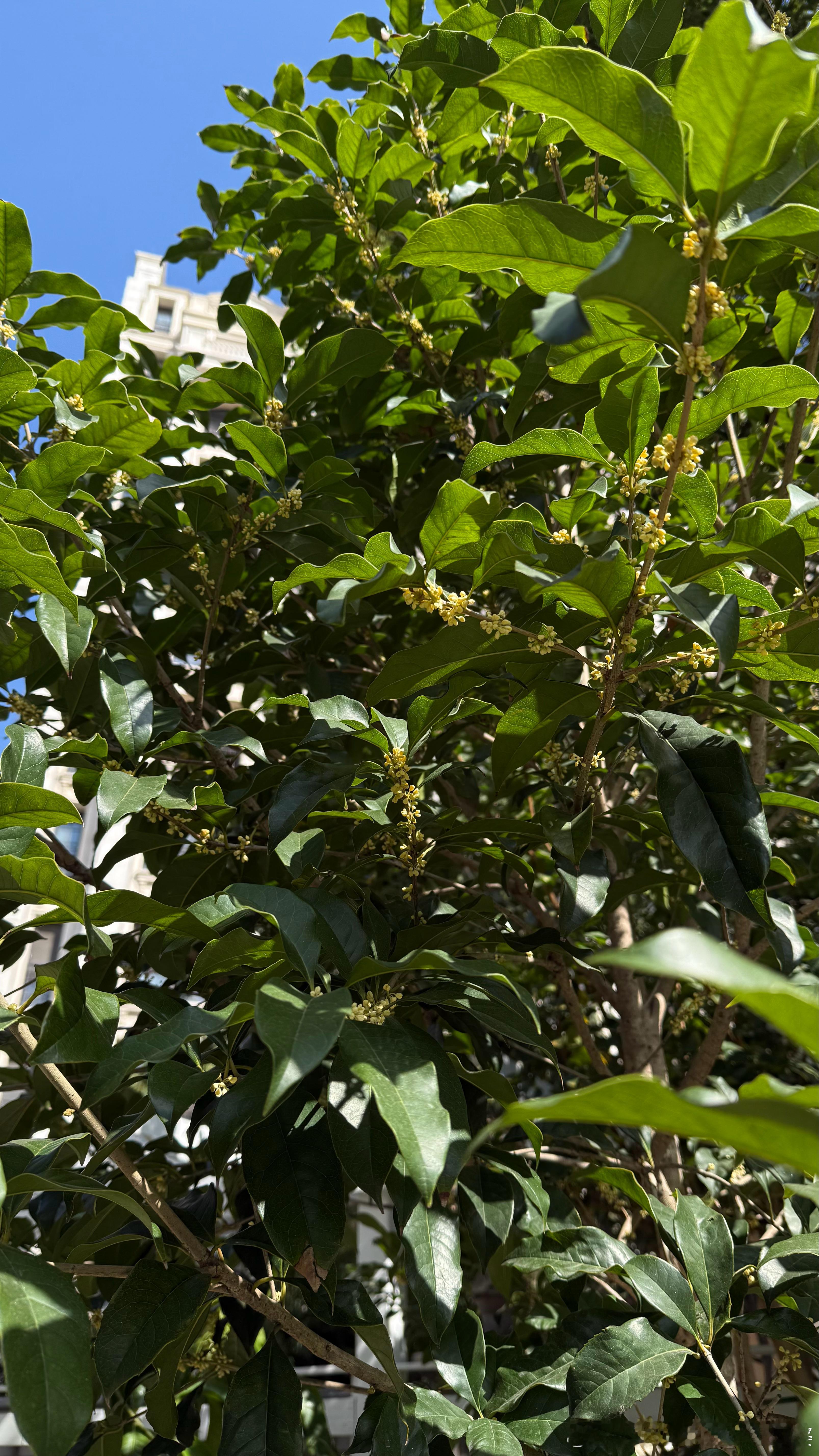 我家桂花，开了。我和某人的日常 ​​​