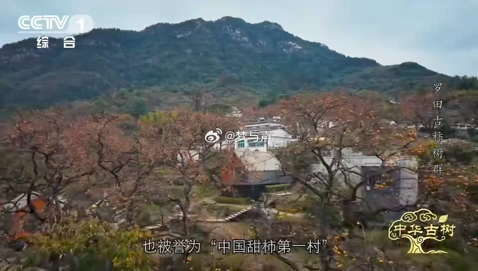 中国少数能现摘现吃的宝藏甜柿柿子界的省心天花板 约1000种柿子，只有少数是“天