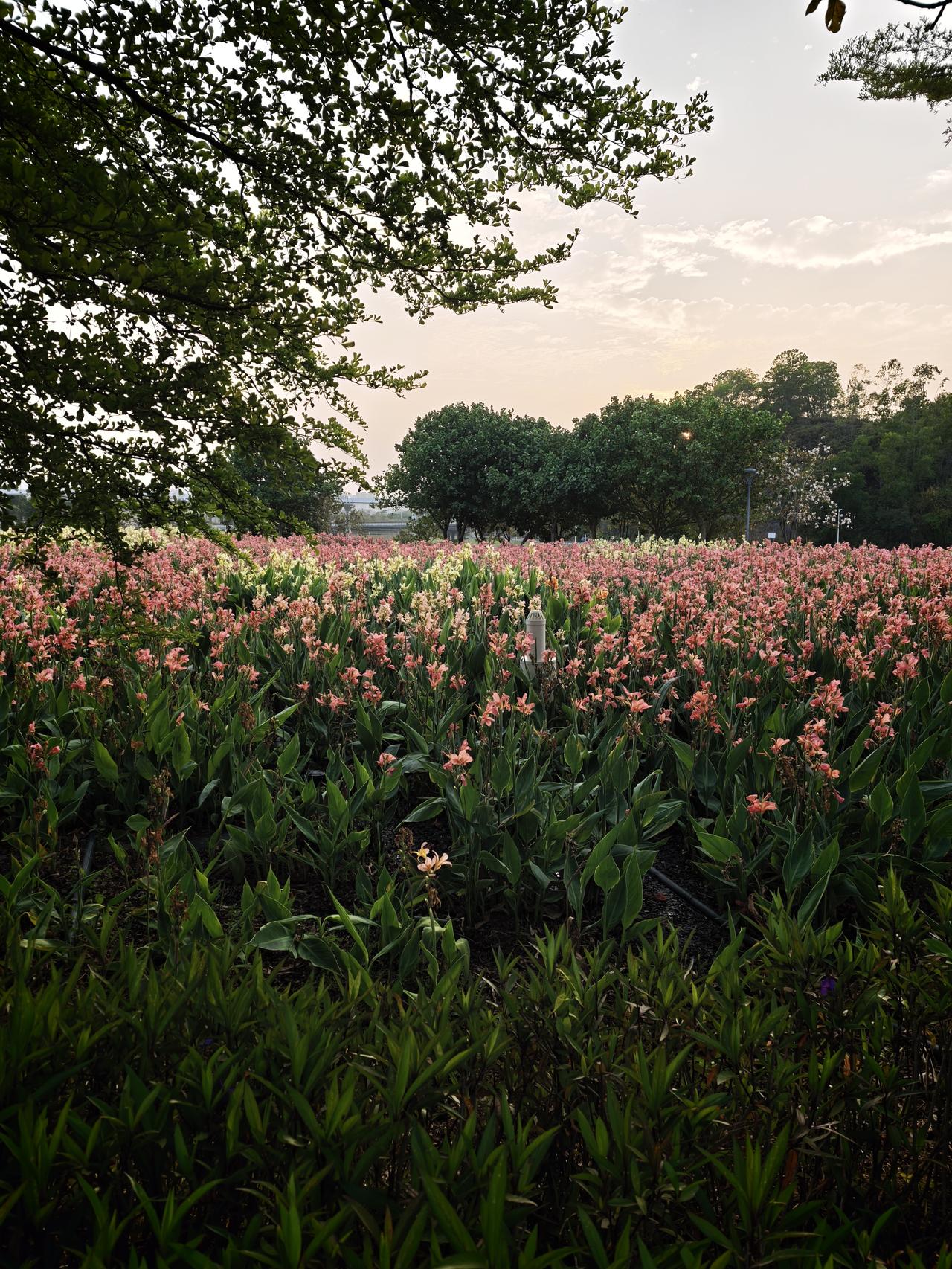 深圳坪山

美人蕉（也叫水生美人蕉/粉美人蕉），属于美人蕉科美人蕉属多年生草本植
