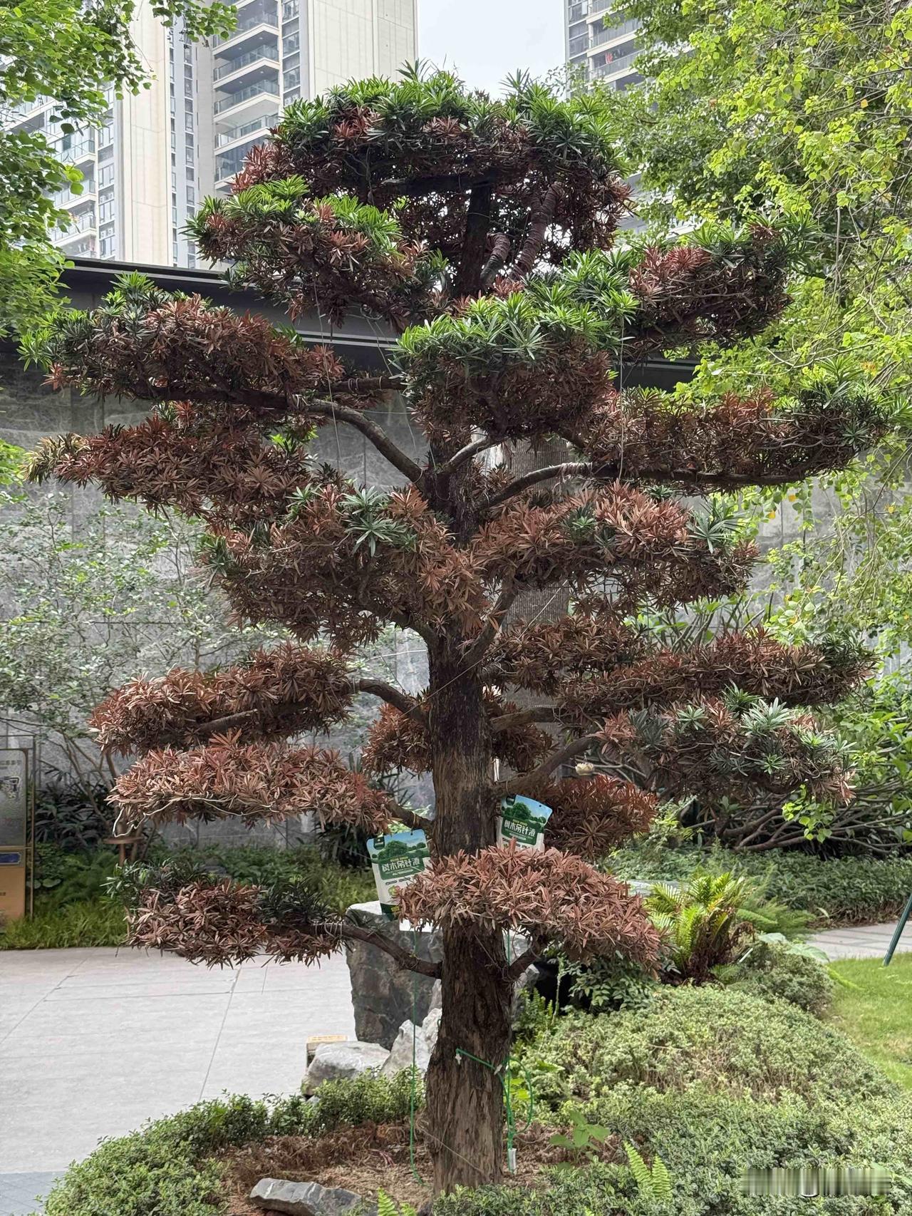 黄埔新城，10万一棵的罗汉松，又要死了！[捂脸][捂脸][捂脸]

哈哈哈哈，去