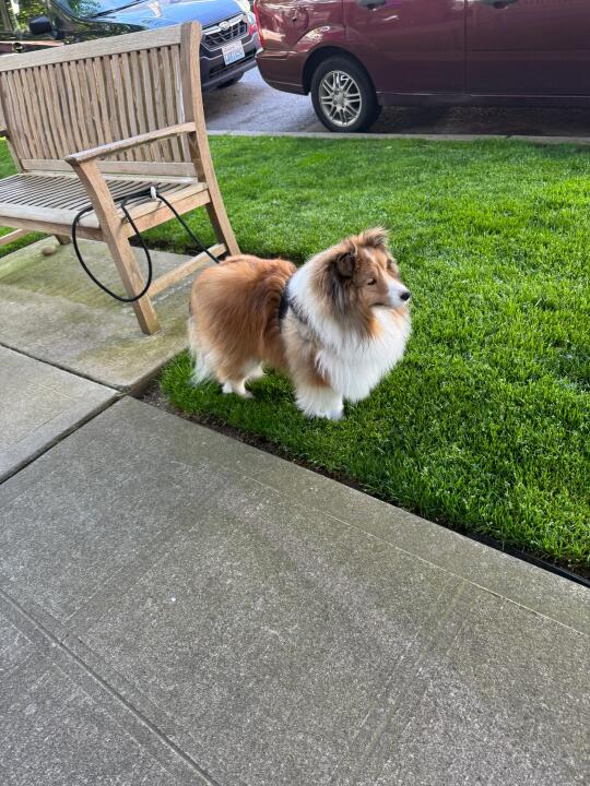 喜乐蒂咖啡陪伴犬
