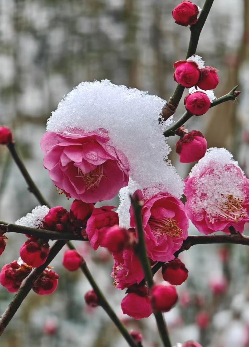 雪给梅蕊盖了层糖霜，绯色花瓣却燃着春的火种，冬的凛冽里，开出倔强的浪漫。
✨ 霜