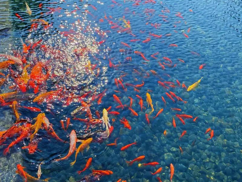 看到“池边看鱼跃”这个上联，瞬间来了兴致。有人对出“柳下听蝉鸣”，简直绝了！池边