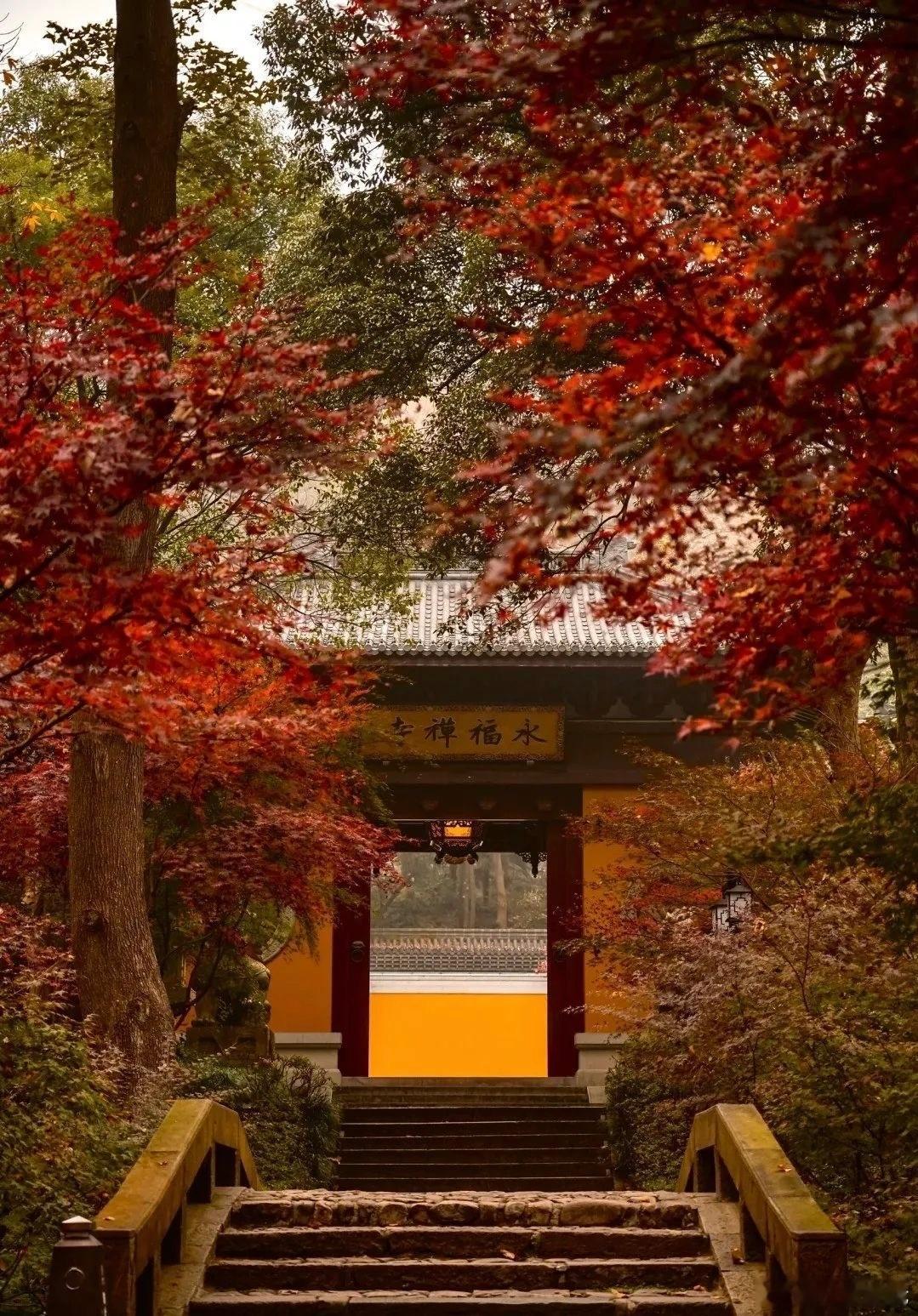 去了趟杭州永福寺，对京都彻底祛魅了红叶季的永福寺真心美不算多的人群，随处可见红枫