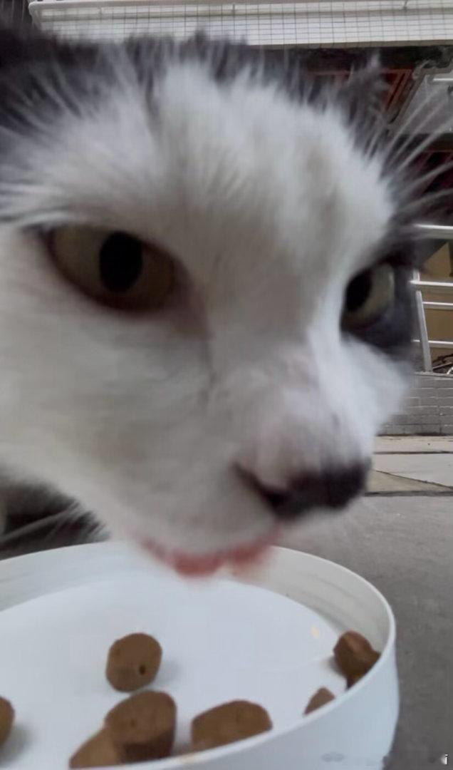 50216【丑猫】感觉下一秒就把我吃了 