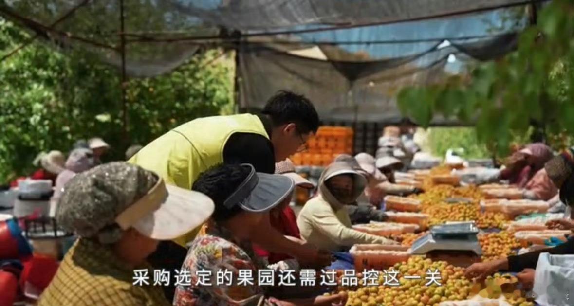 在福建解锁新疆地道甜杏福建人严选的吊干杏被福建严选的新疆吊干杏圈粉，果肉厚实饱满