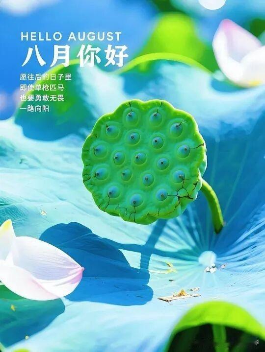 八月你好，愿你勇敢无畏，一路向阳！🌸🌿
