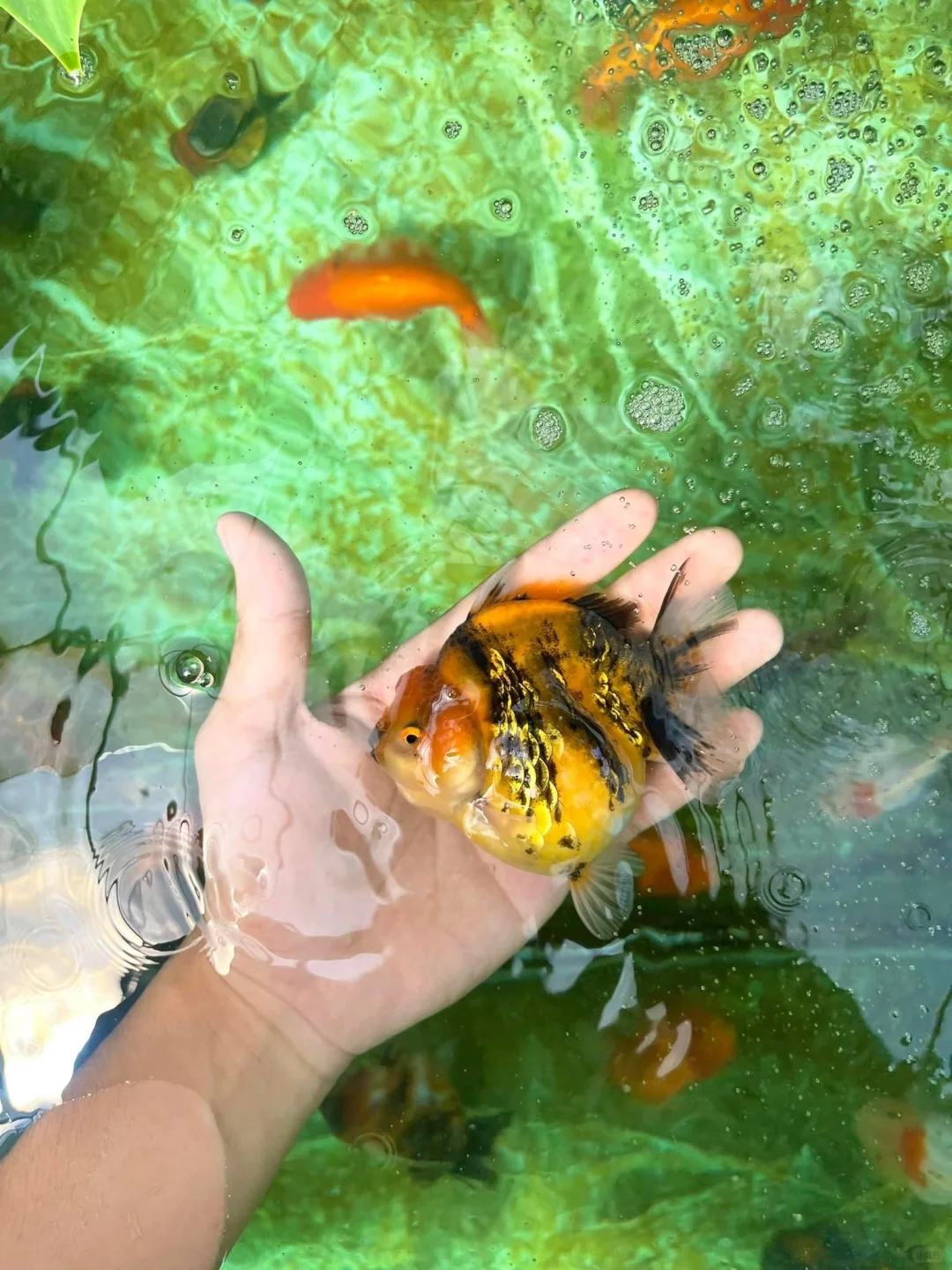 可可爱爱！