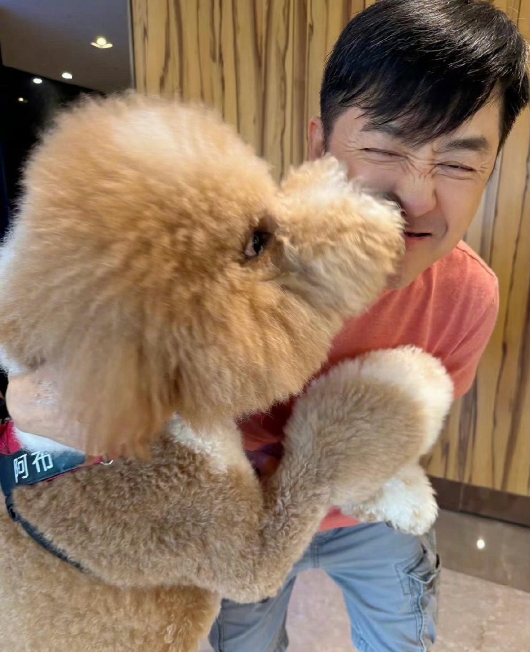 庾澄庆家里养了一只巨型贵宾，体型都快赶上他本人了。 