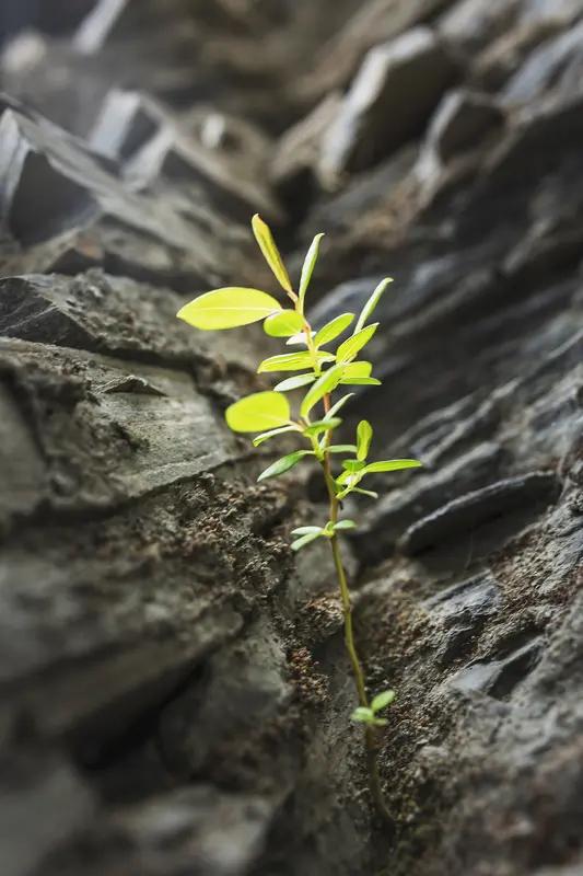 人陷入绝境，要么浴火重生，要么就此沉沦。“人到绝处必逢生”，这句俗语为处于困境的