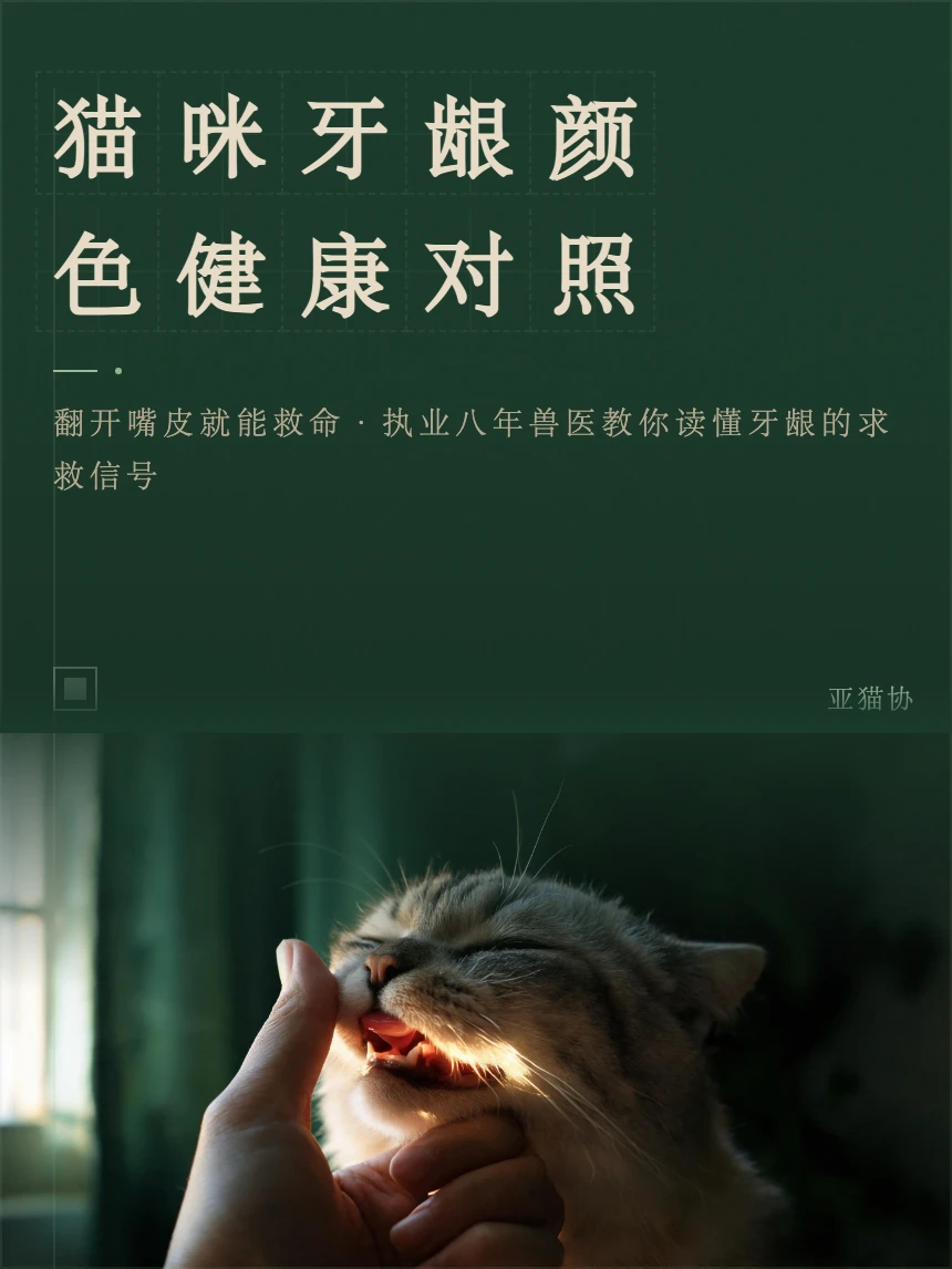 猫咪牙龈颜色健康对照