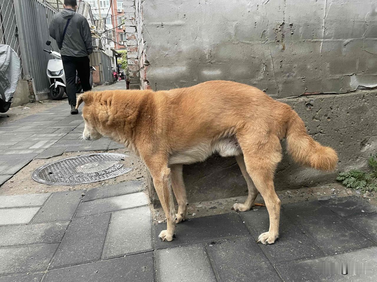 我家的狗那真是温顺可爱到不行，已经妥妥成为家里的一员啦。每天我下班回家，它就摇着
