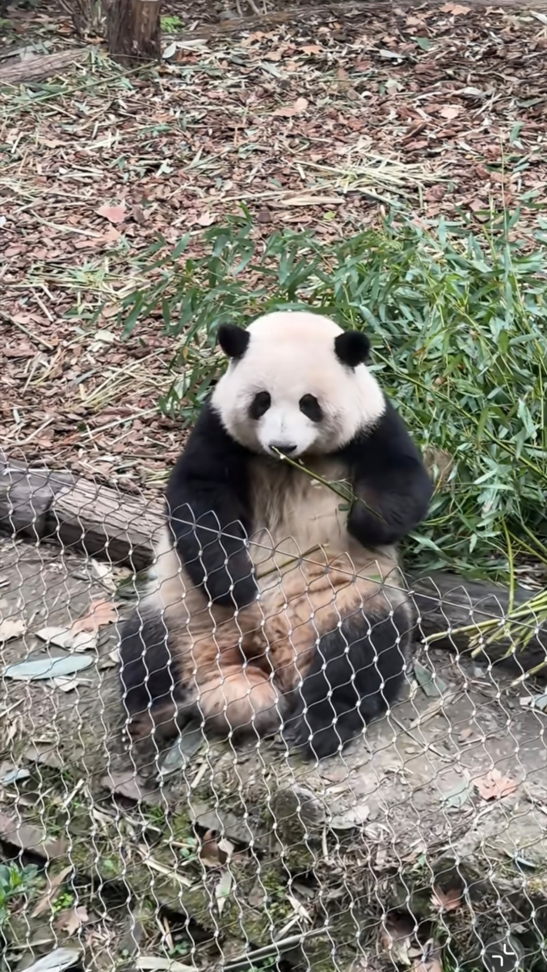 扎着丸子头的小女孩 