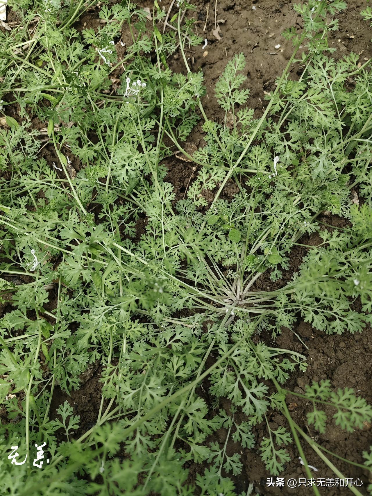 今天又是劳动的一天，小园里长了很多紫花地丁，已经开花结角了。
今天把它们都拔掉，