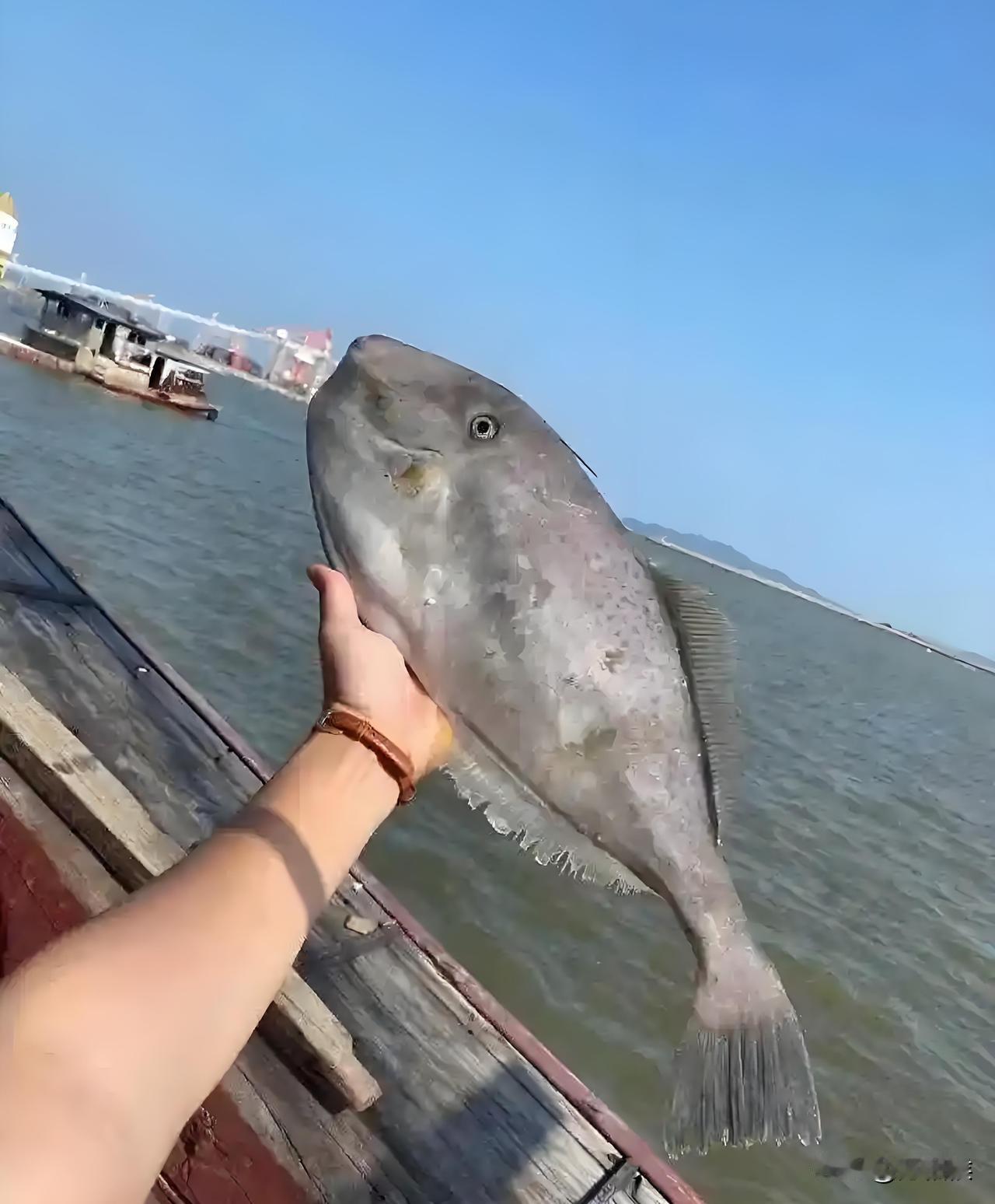 马面鲀鱼，俗称扒皮鱼在大连近海几乎绝迹，市场上一般情况下很难见到，就算有也是价格