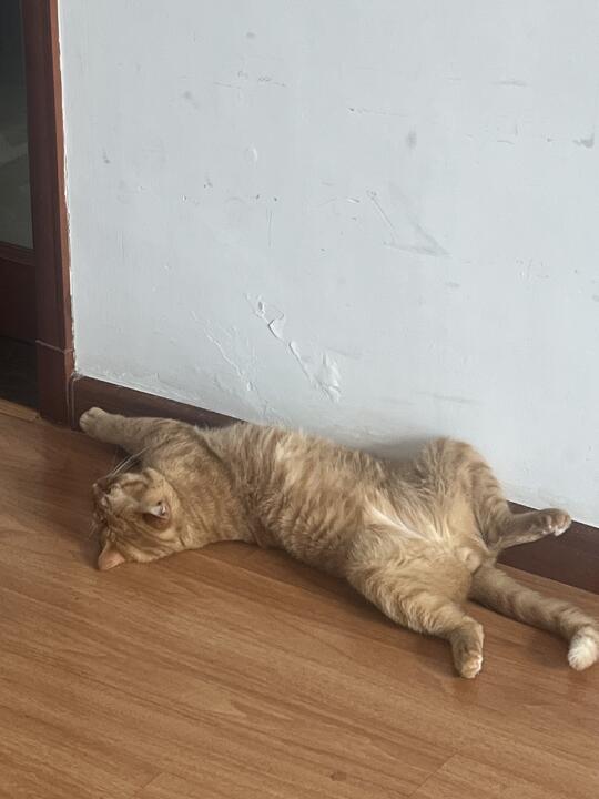 小猫这样要怎么处置🫲🏻🫲🏻😚😚😚