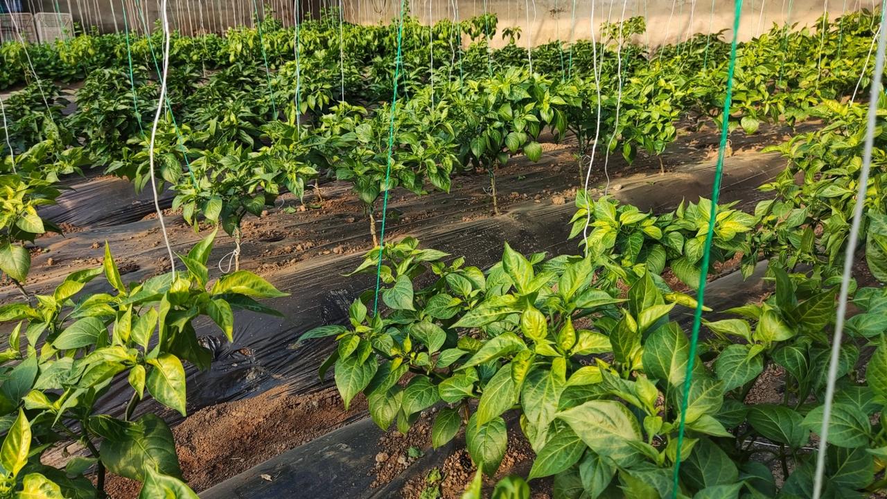 晒图笔记大赛希望的绿色