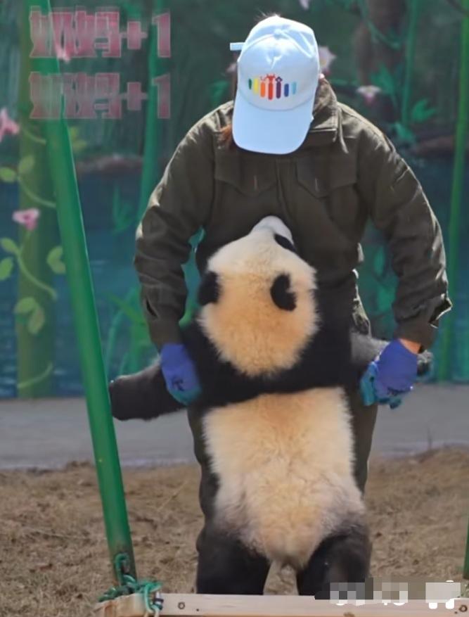 曼兰仔好幸福啊，听说一共有5个奶妈奶爸守护它，它是兰州野生动物园的团宠，是甘肃首