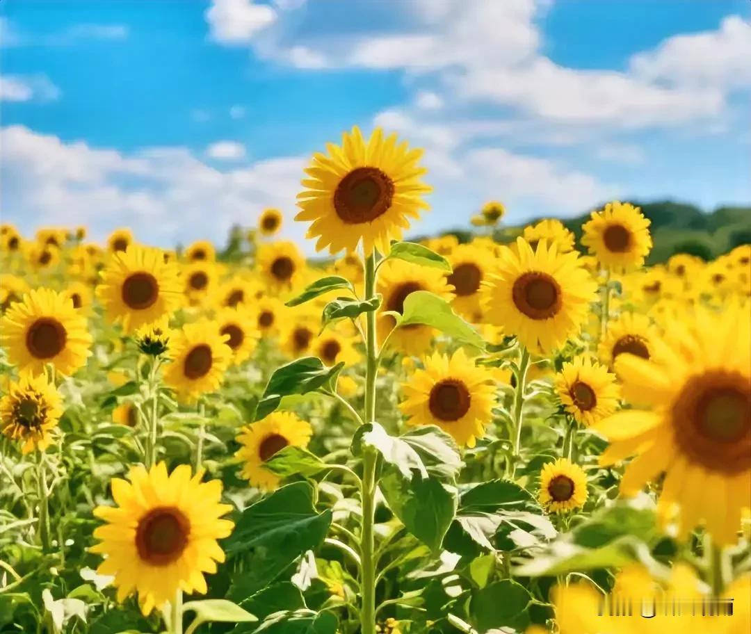 今天是8月24号，提醒大家一下！终于要结束今年40天的超长三伏天了！这超长的三伏