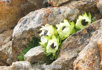 “上人民日报了！”新疆，男子爬天山，在爬到海拔大约3000米的位置停下休息，没想