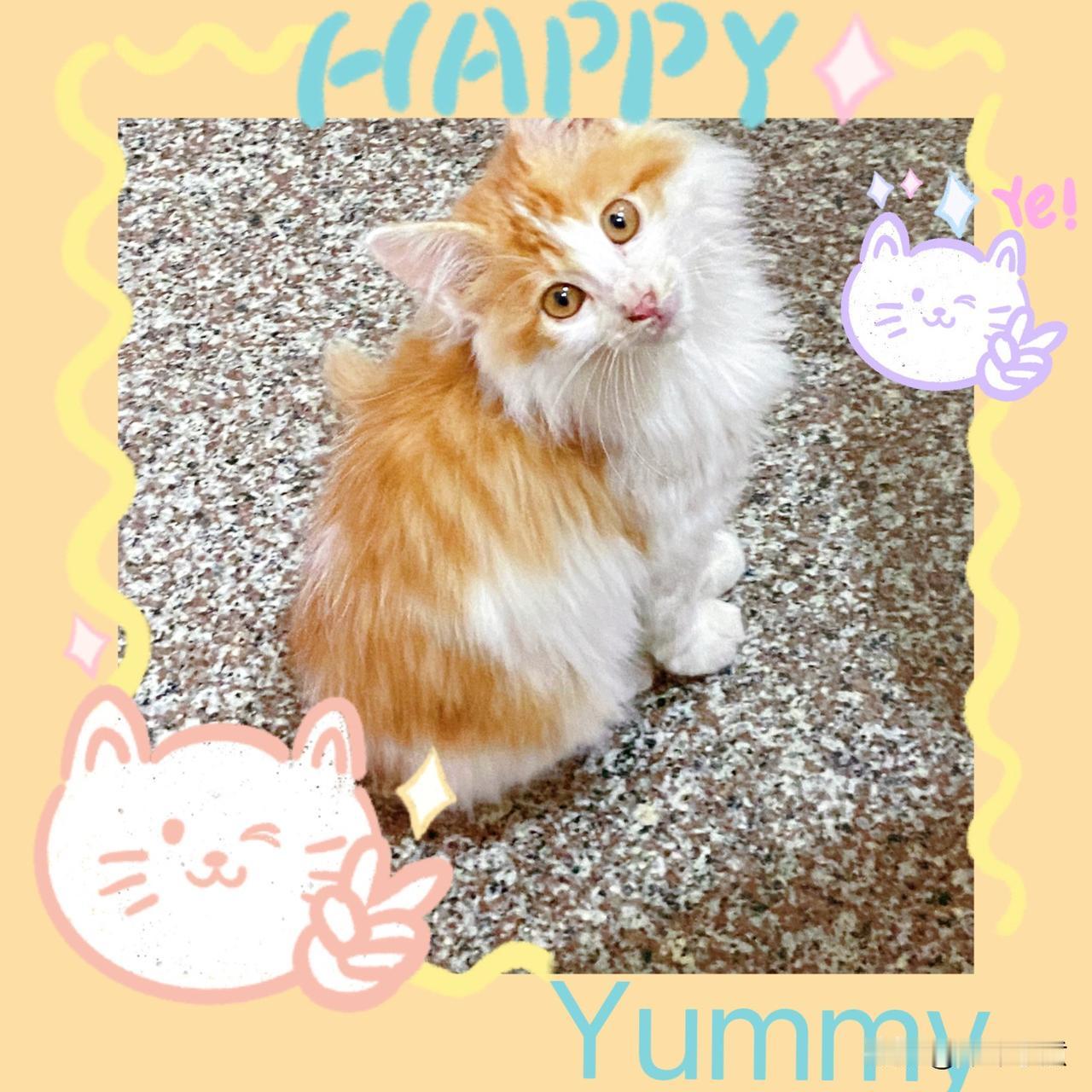 晒晒你们家猫刚到家的样子