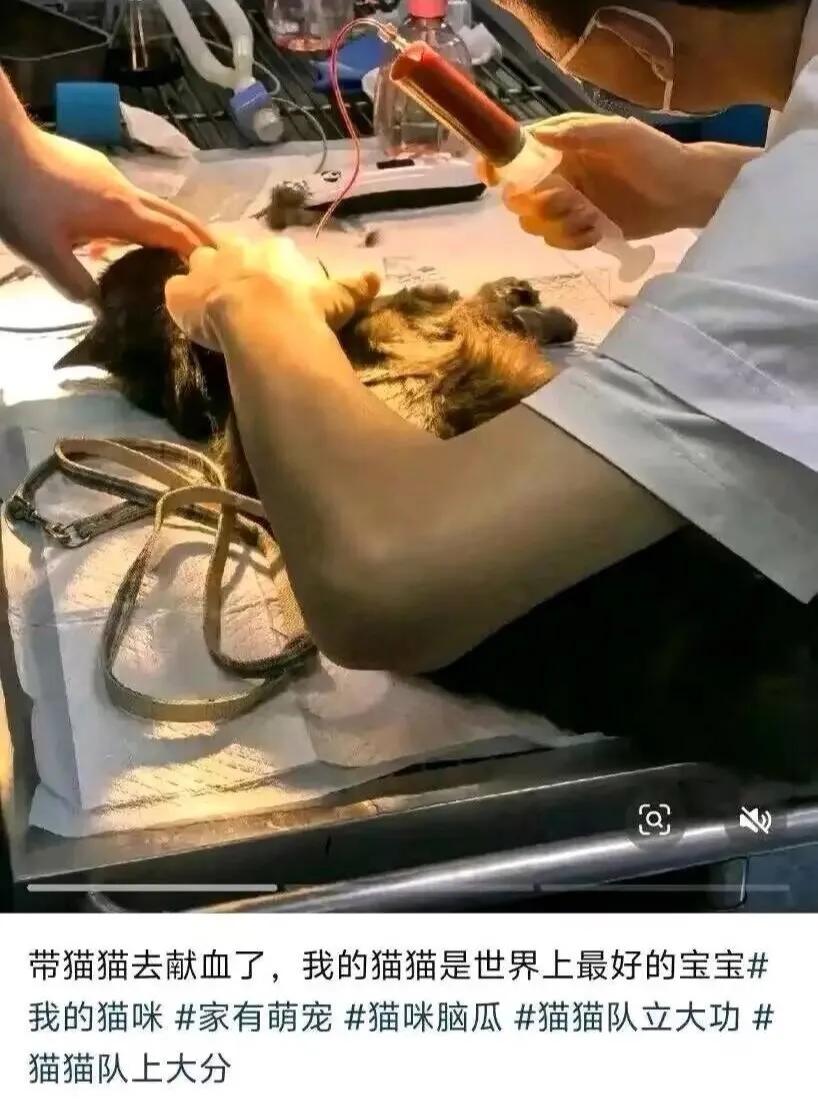 真是一只勇敢的哈基米，加油