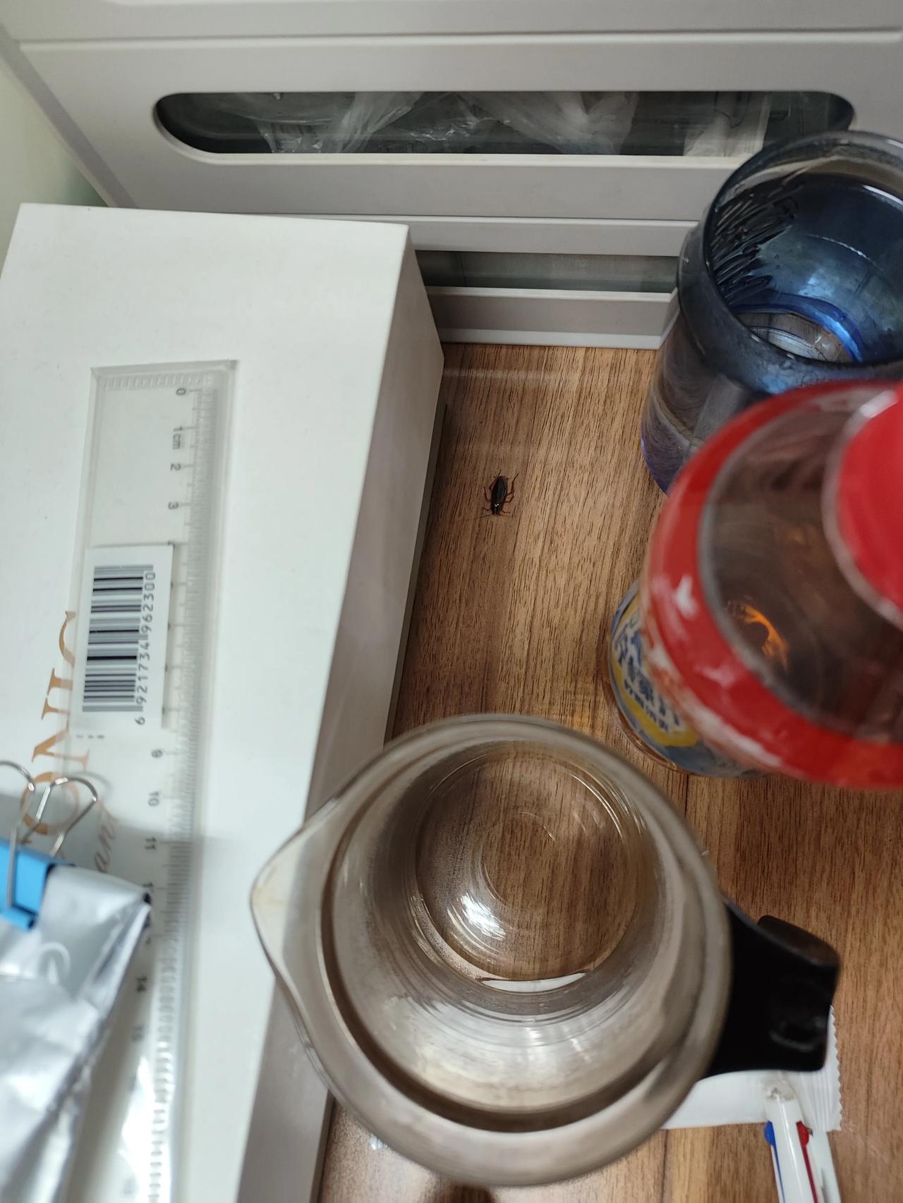 办公桌上居然有一只蟑螂，还是活的，抖动着触角，一掌拍了还是用纸包了扔走？

#爆