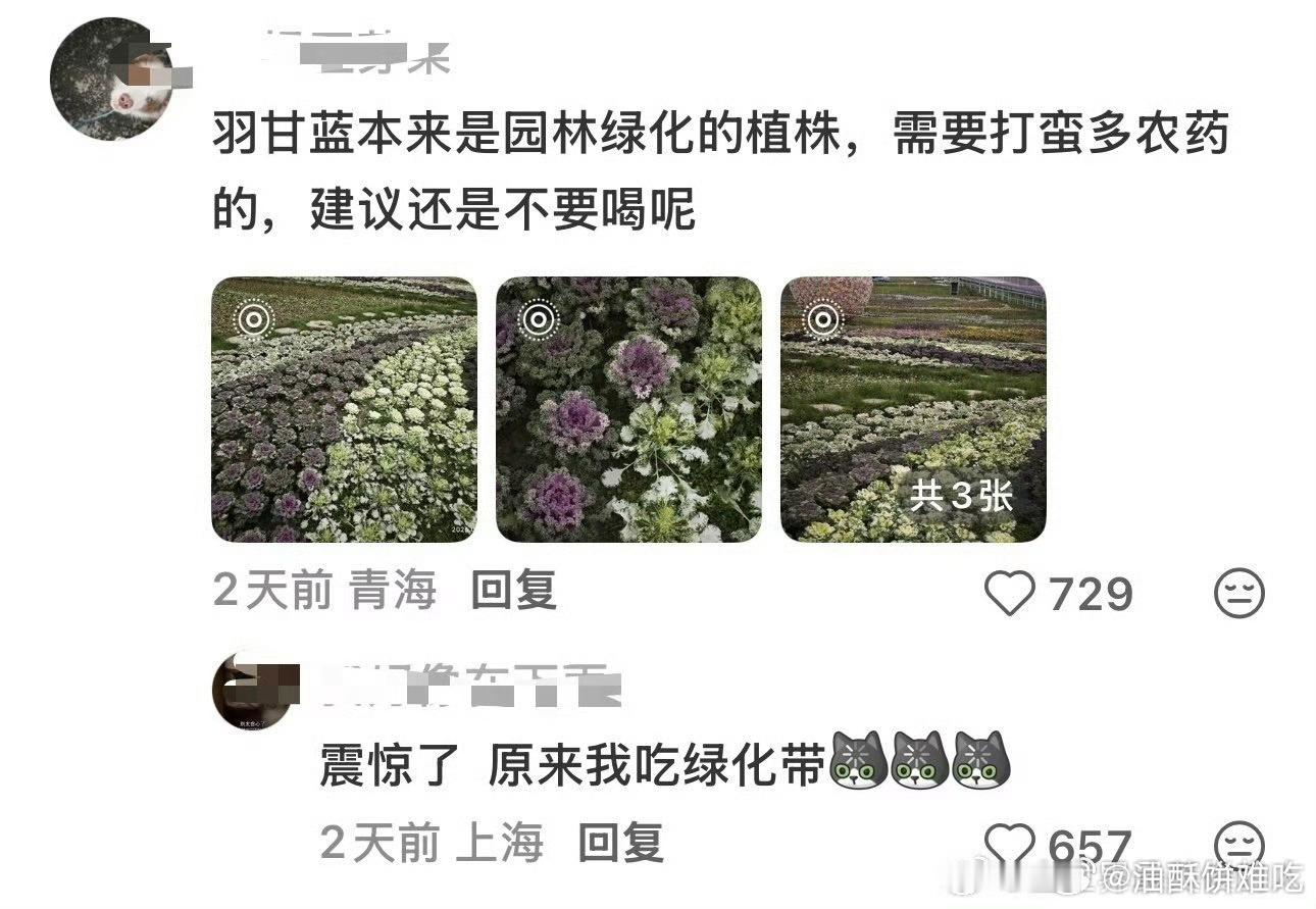 从来没吃喝过任何一家奶茶店的羽衣甘蓝相关饮品，不爱那玩意儿，主要我都喝奶茶了，不