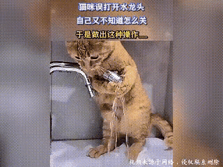 小猫咪慌了，两只爪子捂着水龙头，用力的往下压，水还是往外淌。
这是一个有素质的小