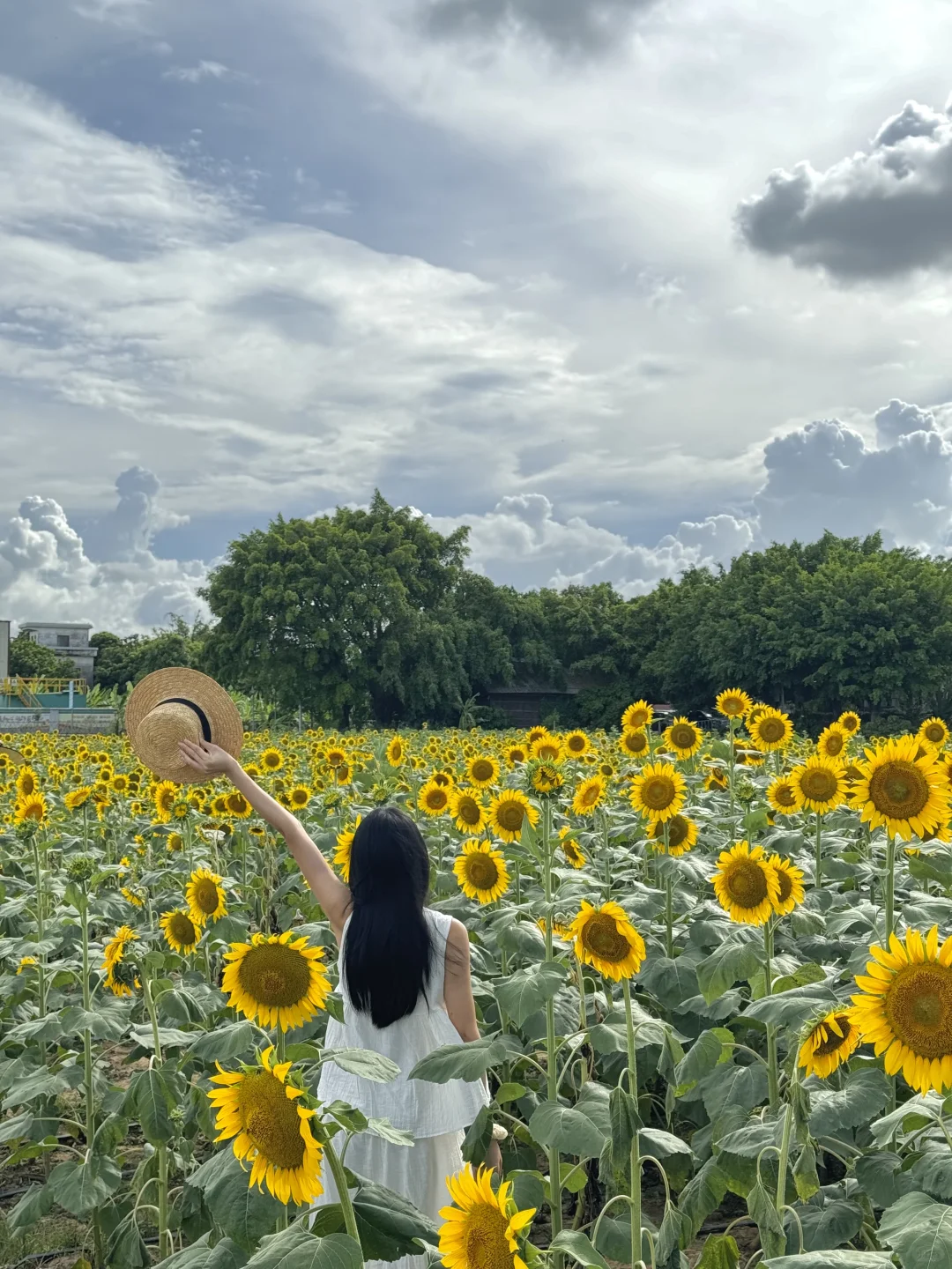 LIVE图🌻广州这片小众向日葵花海简直美呆了