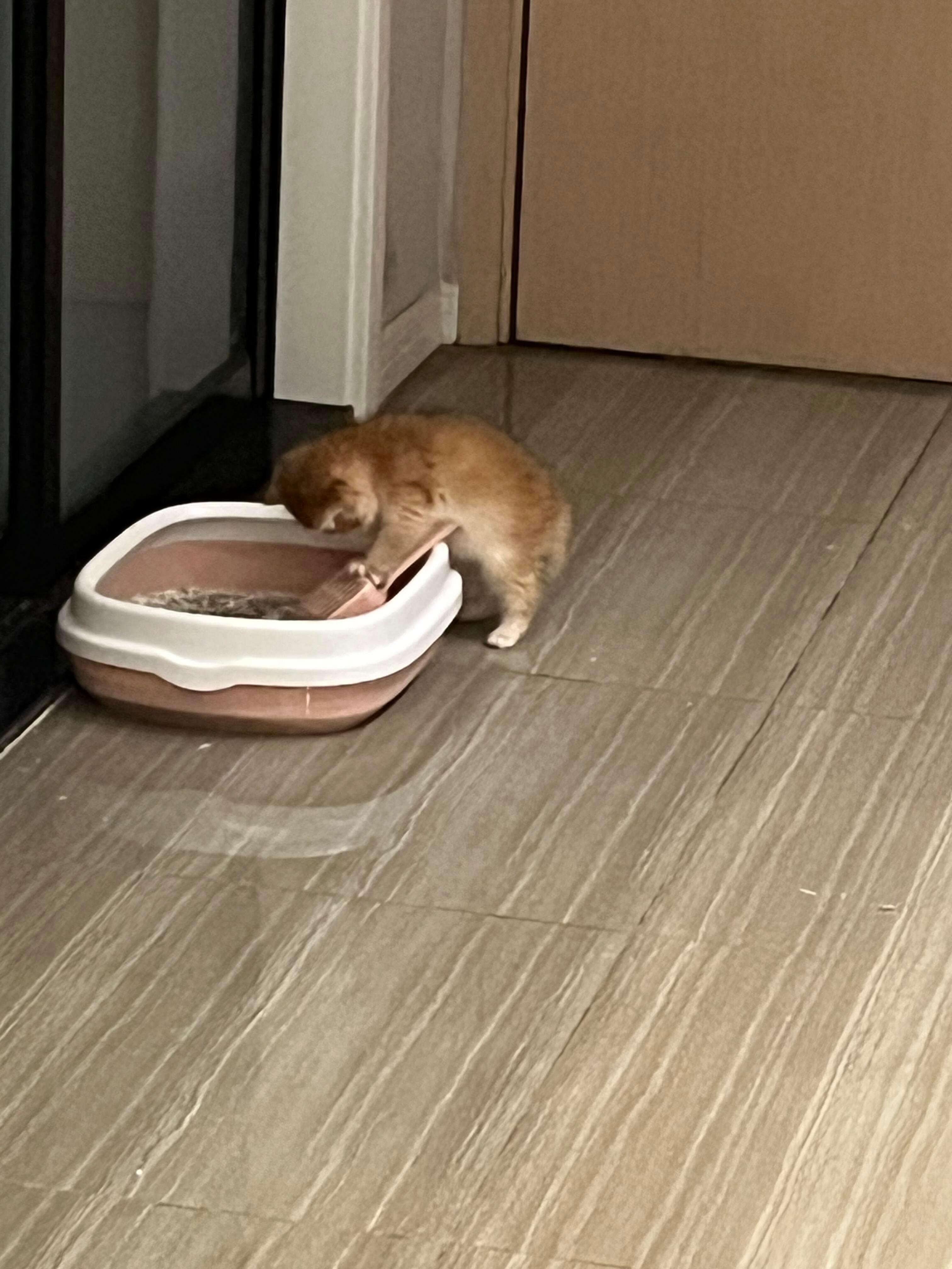猫好，猫自己铲屎 ​​​