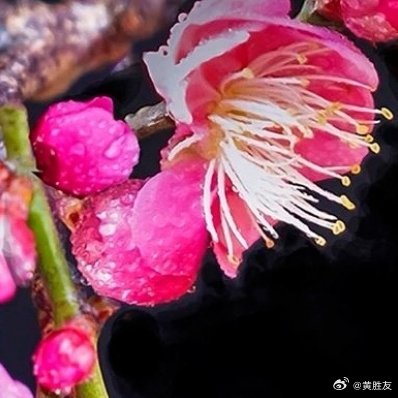 忘记了发布九宫格，谢谢老师樱花 北京