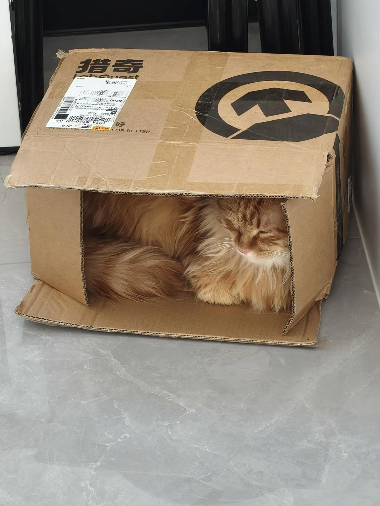 晒晒我家猫的奇葩睡姿，相册里存了快两百张，每张都能笑半天。
我家是刚满4个月的幼