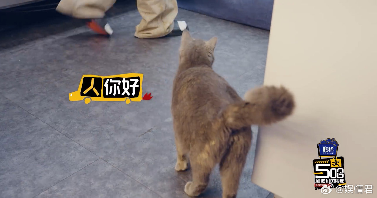 鹿晗后面有猫邓超手机号码鹿晗关心怀孕小猫 鹿晗：后面有猫邓超：手机号码？俺不中嘞