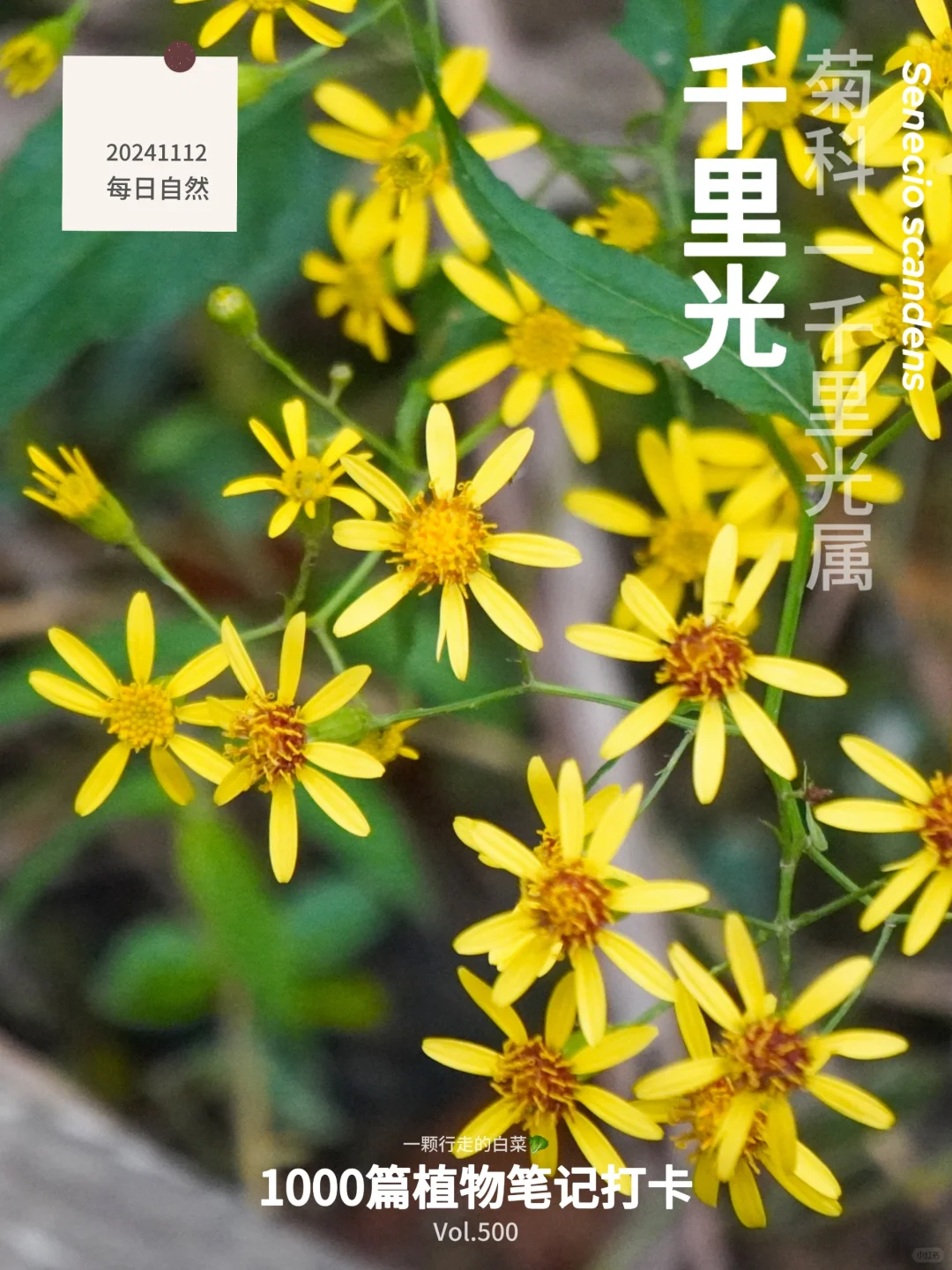 第500篇笔记，我遇见了一片熠熠生辉的光