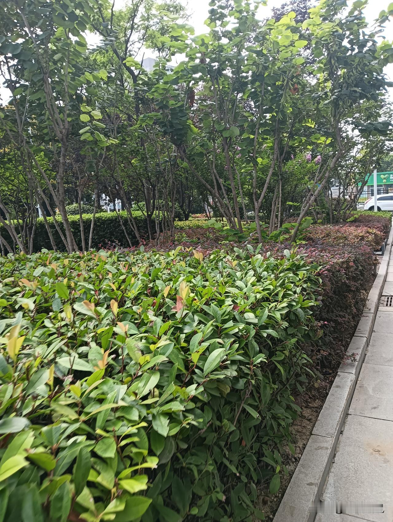 绿树成荫，花草茂盛的公园谁能不爱！就说嘉定安亭镇的汽车博览公园，初夏时节美得像幅