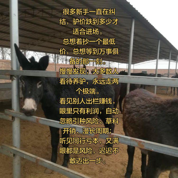 养驴技术 养驴心得